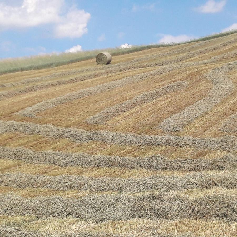 Agriturismo Il Colore Del Grano San Vittore  Eksteriør bilde