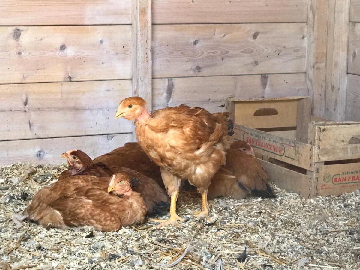 Agriturismo Il Colore Del Grano San Vittore  Eksteriør bilde