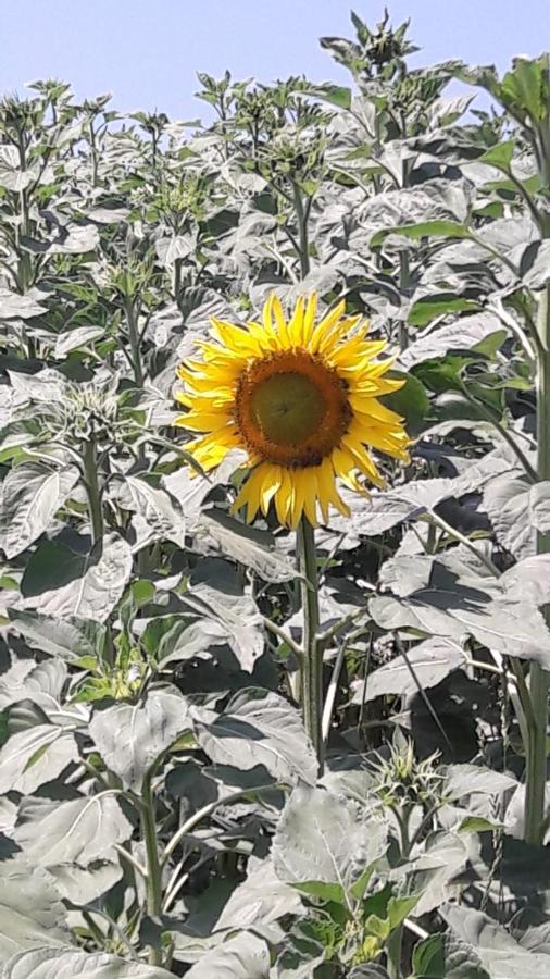 Agriturismo Il Colore Del Grano San Vittore  Eksteriør bilde